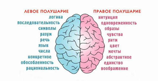 Этапы созревания мозга: как развивается мышление и речь у детей